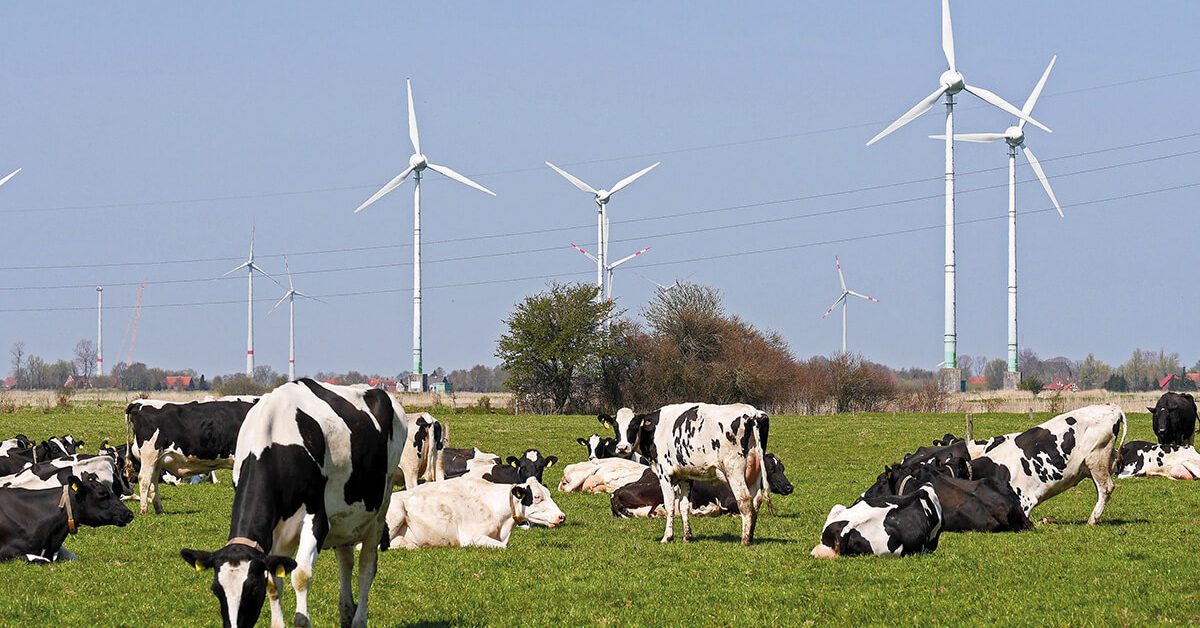 Vacas lecheras de Frisia oriental (Alemania) Foto: Derich Westendarp