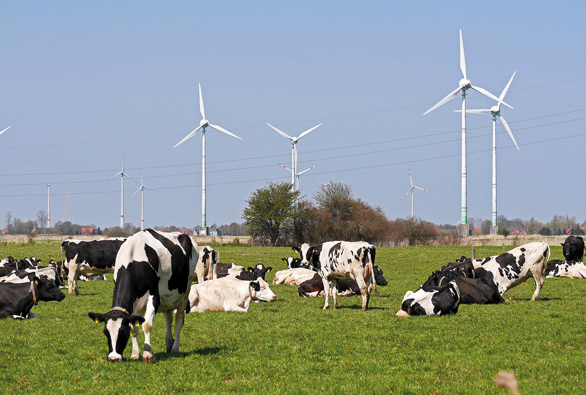 Vacas lecheras de Frisia oriental (Alemania) Foto: Derich Westendarp
