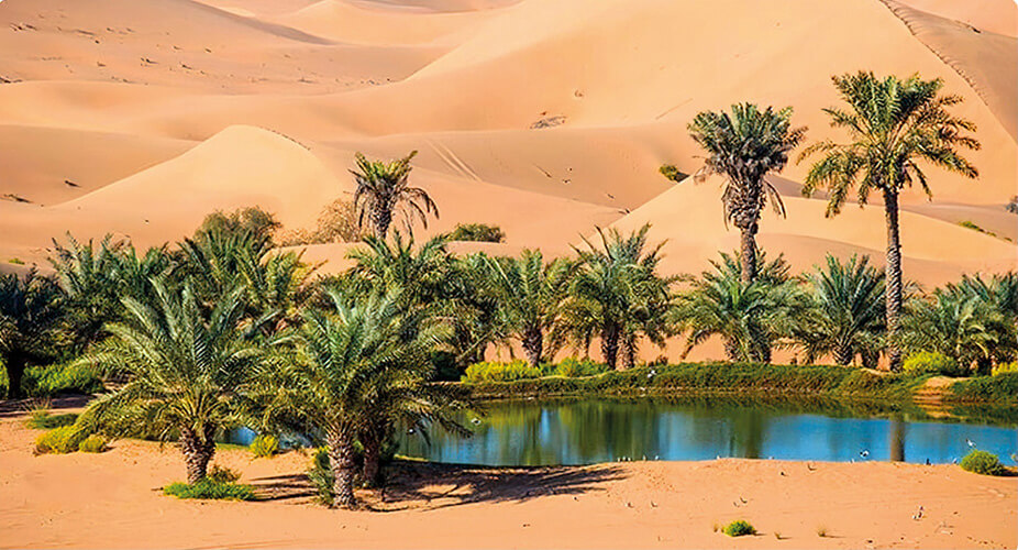 Oasis
