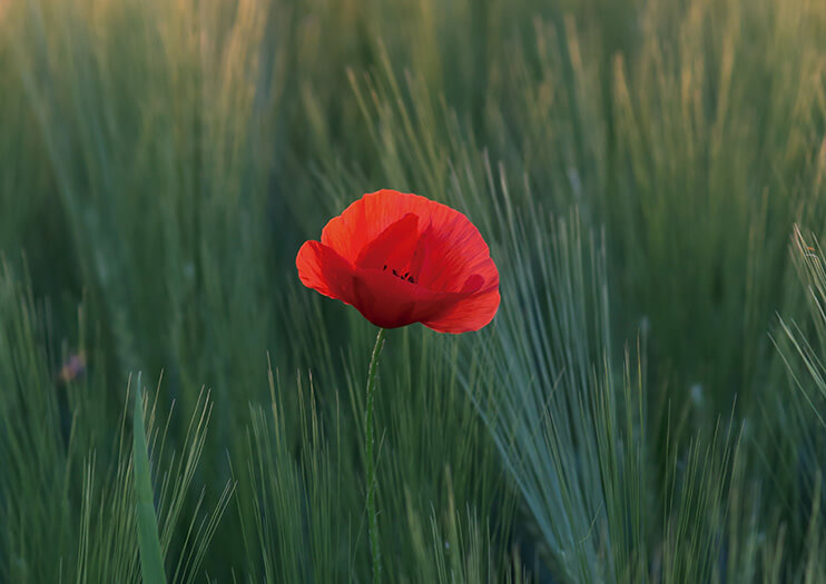 Flor. Foto: T. Q.