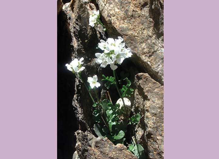 Flor del desierto