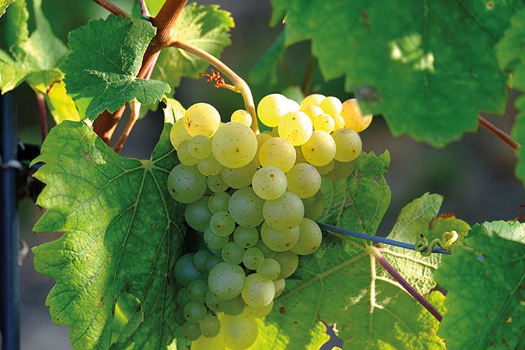 Racimo de uvas en una vid.