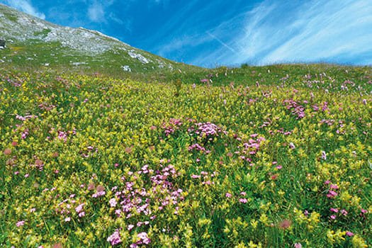 Prado de montaña lleno de flores silvestres bajo un cielo azul despejado.