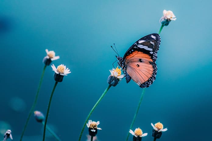 Mariposa sobre una flor como símbolo de la belleza natural que conduce a lo trascendente