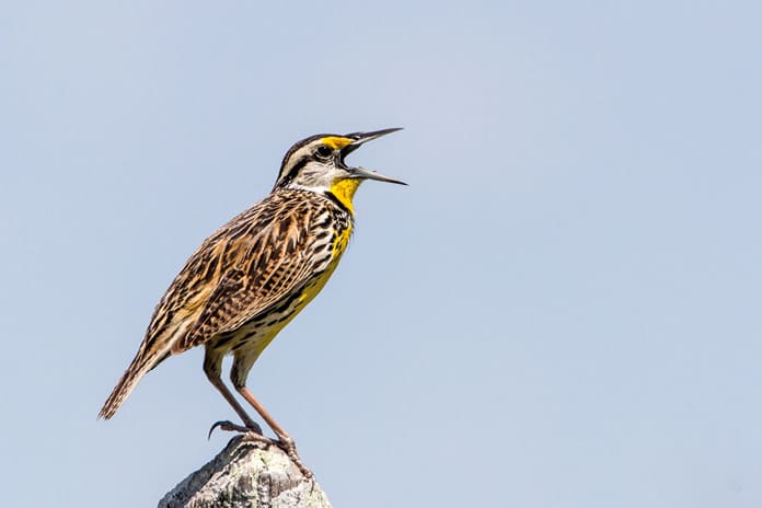 Pájaro cantando en la naturaleza, símbolo de la necesidad de cantar la fe desde lo más profundo de uno mismo.